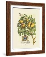 The Prince Saxegotha Botanical-Georg Ehret-Framed Premium Giclee Print