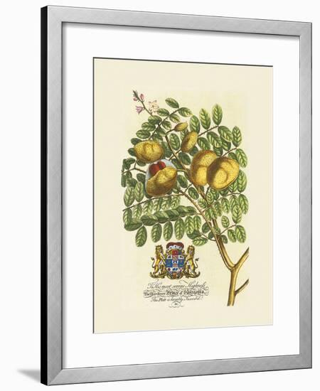 The Prince Saxegotha Botanical-Georg Ehret-Framed Premium Giclee Print