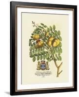 The Prince Saxegotha Botanical-Georg Ehret-Framed Premium Giclee Print