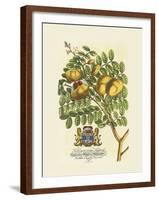 The Prince Saxegotha Botanical-Georg Ehret-Framed Premium Giclee Print