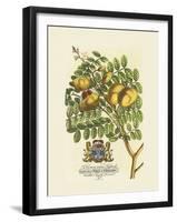 The Prince Saxegotha Botanical-Georg Ehret-Framed Premium Giclee Print