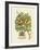 The Prince Saxegotha Botanical-Georg Ehret-Framed Premium Giclee Print