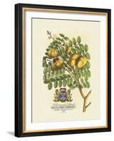 The Prince Saxegotha Botanical-Georg Ehret-Framed Premium Giclee Print