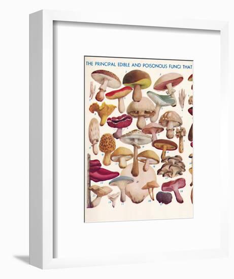 'The Principal Edible and Poisonous Fungi In The British Isles', 1935-Unknown-Framed Giclee Print