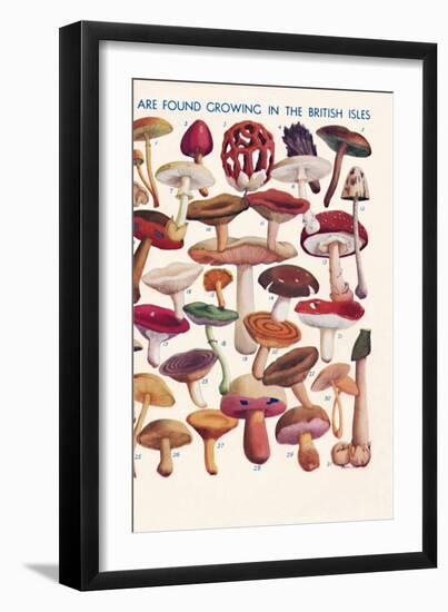 'The Principal Edible and Poisonous Fungi In The British Isles', 1935-Unknown-Framed Giclee Print