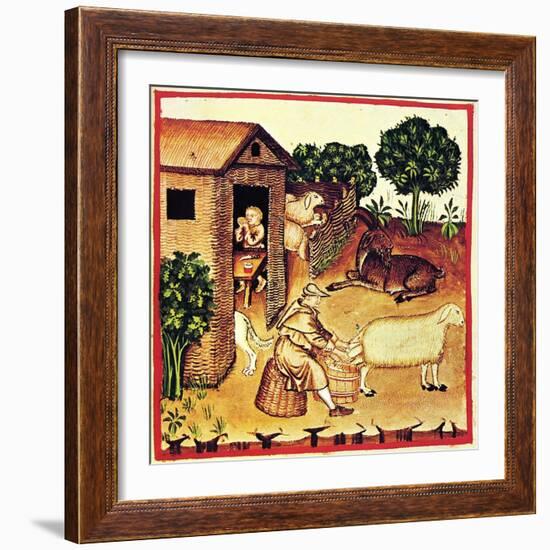 The Production of Cheese. a Miniature from Tacuinum Sanitatis, Second Half of 14th C-null-Framed Giclee Print