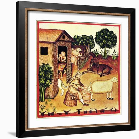 The Production of Cheese. a Miniature from Tacuinum Sanitatis, Second Half of 14th C-null-Framed Giclee Print