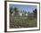 The Promenade Gardens, Torquay, Devon, England, United Kingdom, Europe-James Emmerson-Framed Photographic Print