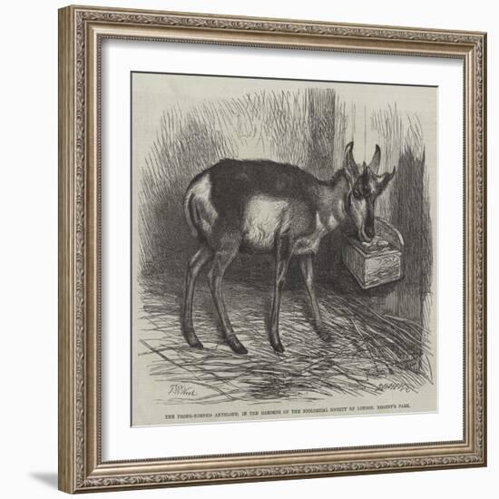 The Prong-Horned Antelope, in the Gardens of the Zoological Society of London, Regent's Park-Thomas W. Wood-Framed Giclee Print