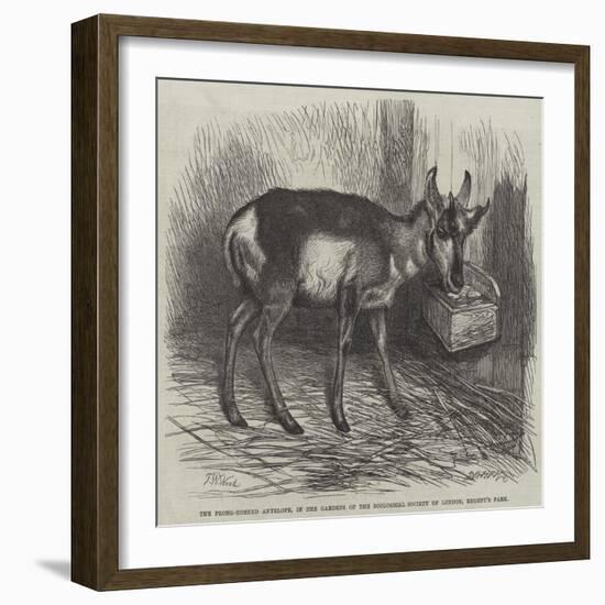 The Prong-Horned Antelope, in the Gardens of the Zoological Society of London, Regent's Park-Thomas W. Wood-Framed Giclee Print