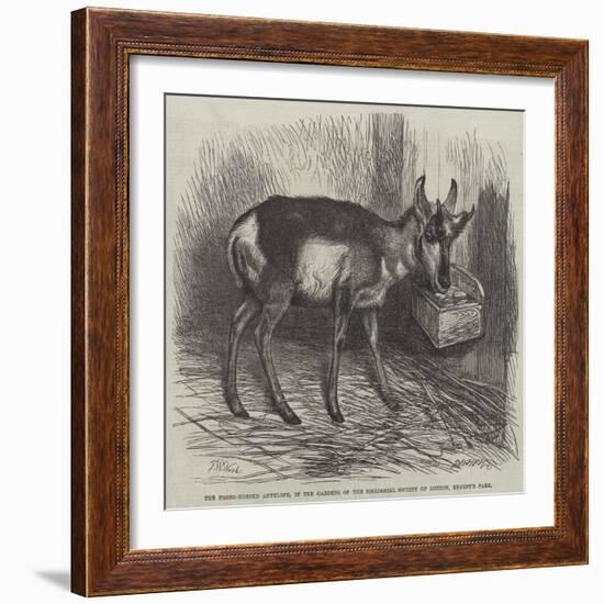 The Prong-Horned Antelope, in the Gardens of the Zoological Society of London, Regent's Park-Thomas W. Wood-Framed Giclee Print