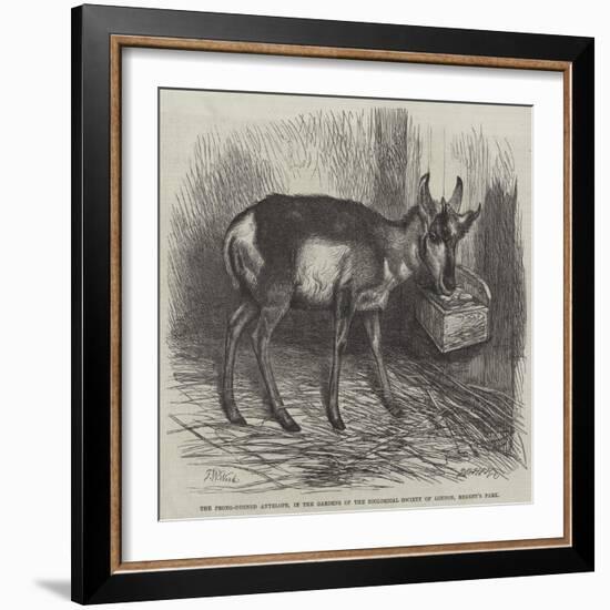 The Prong-Horned Antelope, in the Gardens of the Zoological Society of London, Regent's Park-Thomas W. Wood-Framed Giclee Print