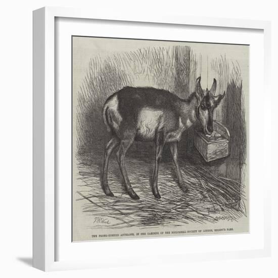 The Prong-Horned Antelope, in the Gardens of the Zoological Society of London, Regent's Park-Thomas W. Wood-Framed Giclee Print