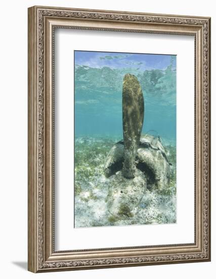 The Propeller of a Japanese Zero Fighter on a Shallow Reef in Palau-Stocktrek Images-Framed Photographic Print