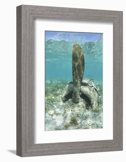 The Propeller of a Japanese Zero Fighter on a Shallow Reef in Palau-Stocktrek Images-Framed Photographic Print