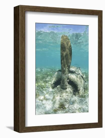 The Propeller of a Japanese Zero Fighter on a Shallow Reef in Palau-Stocktrek Images-Framed Photographic Print