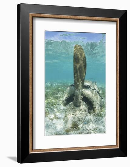 The Propeller of a Japanese Zero Fighter on a Shallow Reef in Palau-Stocktrek Images-Framed Photographic Print