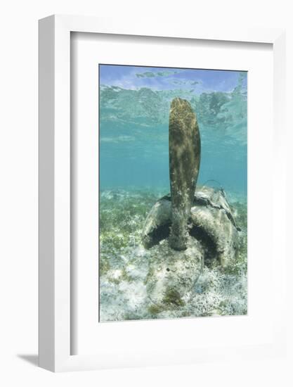 The Propeller of a Japanese Zero Fighter on a Shallow Reef in Palau-Stocktrek Images-Framed Photographic Print