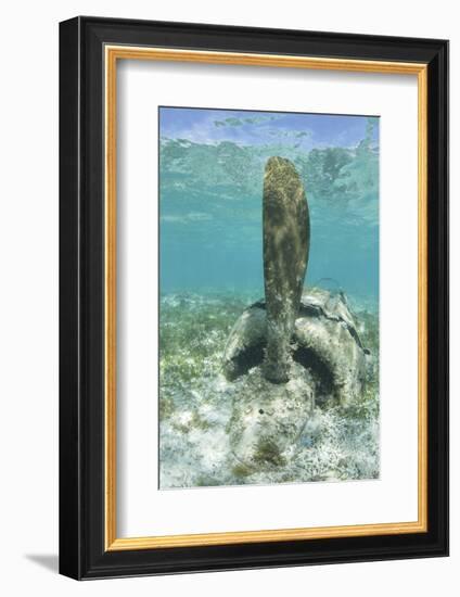 The Propeller of a Japanese Zero Fighter on a Shallow Reef in Palau-Stocktrek Images-Framed Photographic Print