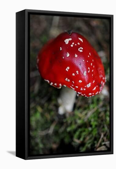 The Psychoactive Mushroom Amanita Mucaria-null-Framed Stretched Canvas