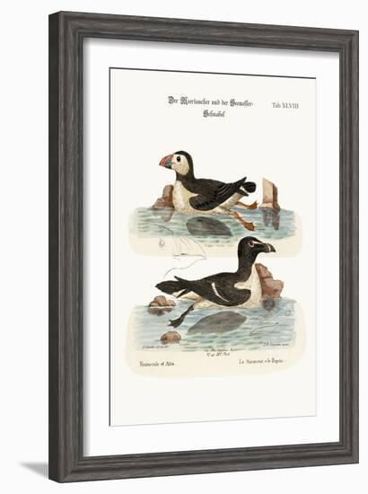 The Puffin, and the Razor-Bill, 1749-73-George Edwards-Framed Giclee Print