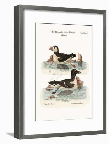 The Puffin, and the Razor-Bill, 1749-73-George Edwards-Framed Giclee Print