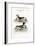 The Puffin, and the Razor-Bill, 1749-73-George Edwards-Framed Giclee Print