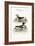 The Puffin, and the Razor-Bill, 1749-73-George Edwards-Framed Giclee Print