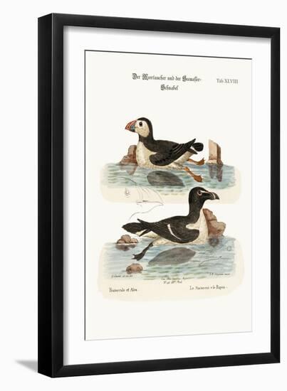 The Puffin, and the Razor-Bill, 1749-73-George Edwards-Framed Giclee Print