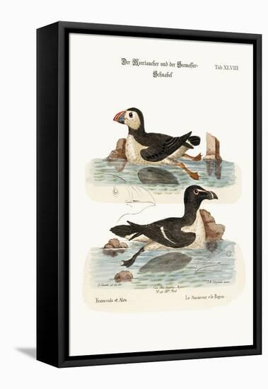 The Puffin, and the Razor-Bill, 1749-73-George Edwards-Framed Premier Image Canvas