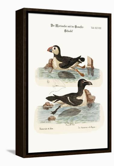 The Puffin, and the Razor-Bill, 1749-73-George Edwards-Framed Premier Image Canvas