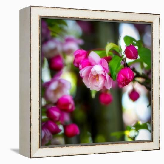 The Purest Thing-Philippe Sainte-Laudy-Framed Premier Image Canvas