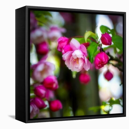 The Purest Thing-Philippe Sainte-Laudy-Framed Premier Image Canvas