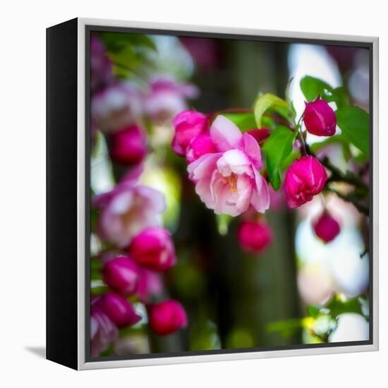 The Purest Thing-Philippe Sainte-Laudy-Framed Premier Image Canvas