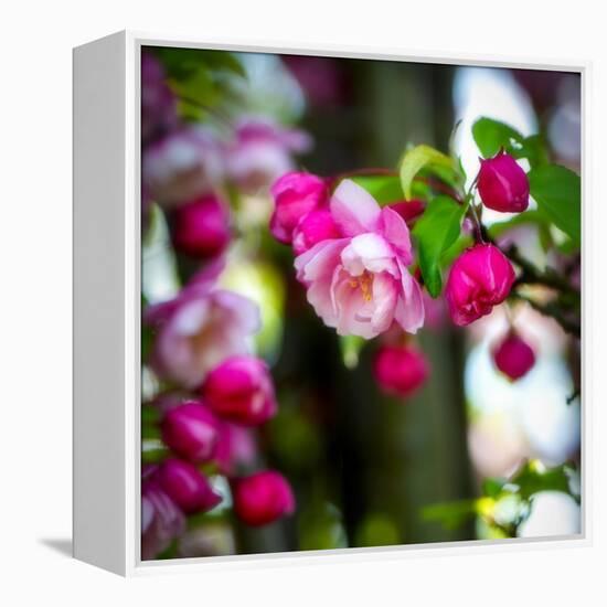 The Purest Thing-Philippe Sainte-Laudy-Framed Premier Image Canvas