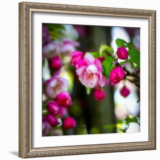 The Purest Thing-Philippe Sainte-Laudy-Framed Photographic Print