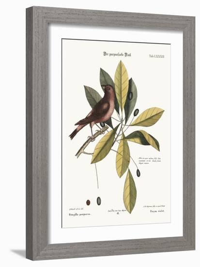 The Purple Finch, 1749-73-George Edwards-Framed Giclee Print