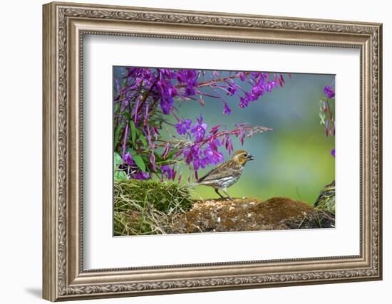 The purple finch is a bird in the finch family-Richard Wright-Framed Photographic Print