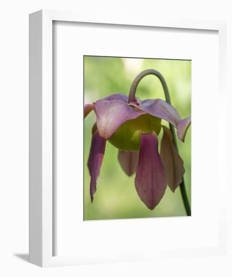 The purple flowers of the Pitcher plant, Sarracenia, a carnivorous plant.-Julie Eggers-Framed Photographic Print