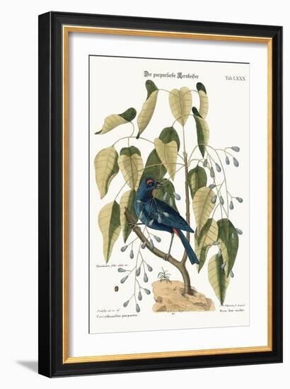 The Purple Gross-Beak, 1749-73-Mark Catesby-Framed Giclee Print