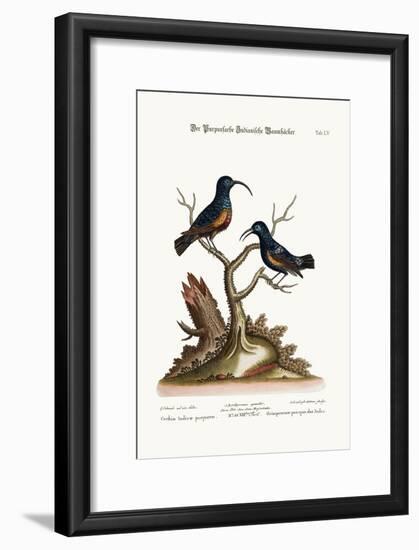 The Purple Indian Creepers, 1749-73-George Edwards-Framed Giclee Print