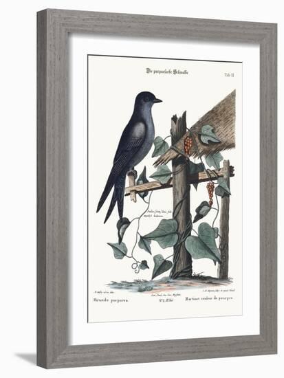 The Purple Martin, 1749-73-Mark Catesby-Framed Giclee Print