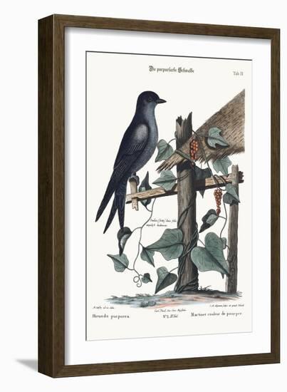 The Purple Martin, 1749-73-Mark Catesby-Framed Giclee Print