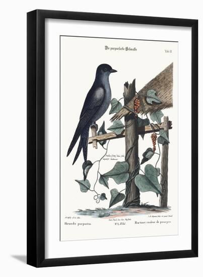 The Purple Martin, 1749-73-Mark Catesby-Framed Giclee Print