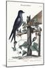 The Purple Martin, 1749-73-Mark Catesby-Mounted Giclee Print