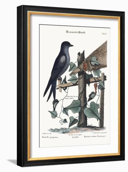 The Purple Martin, 1749-73-Mark Catesby-Framed Giclee Print