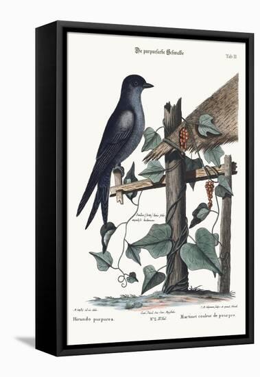 The Purple Martin, 1749-73-Mark Catesby-Framed Premier Image Canvas
