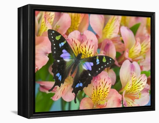 The Purple Spotted Swallowtail Butterfly-Darrell Gulin-Framed Premier Image Canvas