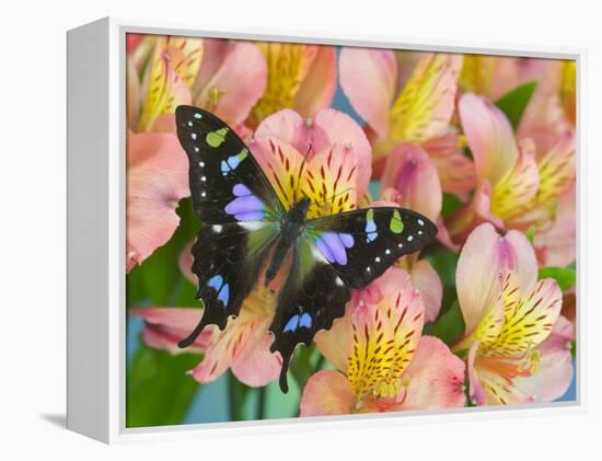 The Purple Spotted Swallowtail Butterfly-Darrell Gulin-Framed Premier Image Canvas