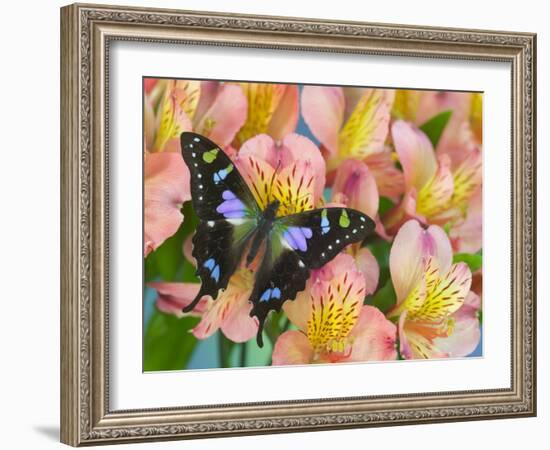 The Purple Spotted Swallowtail Butterfly-Darrell Gulin-Framed Photographic Print